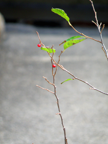 akinofuzei_06
