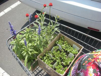寄せ植え10夏-1