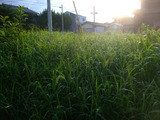 雑草と朝陽