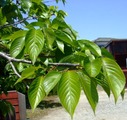 2010-04-29 007