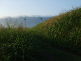 雑草の道