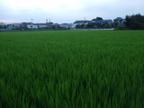 水田