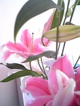 5591f799.jpg