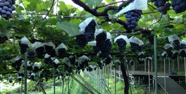 vinyard
