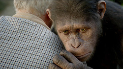 apes4