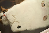 image[3]