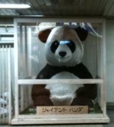 panda