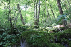 苔のある石20170827