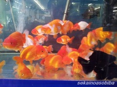 らんちゅう