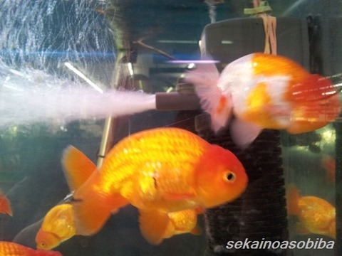 チャトチャック らんちゅう