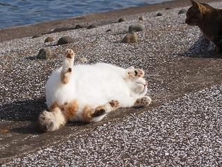 katze2