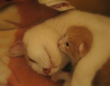 katze
