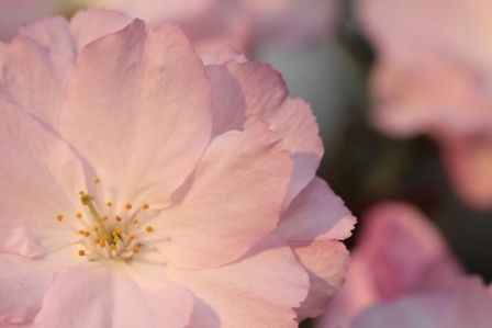 rose