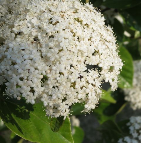 2white