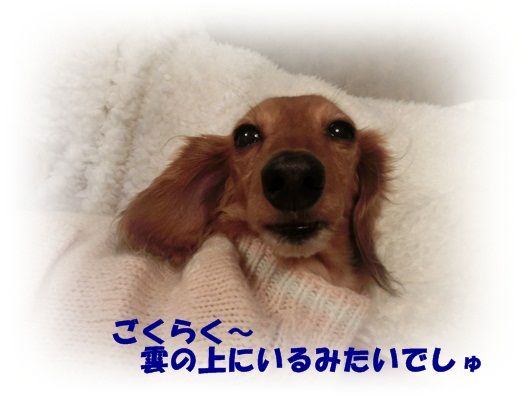 CIMG9525-20130120.jpg