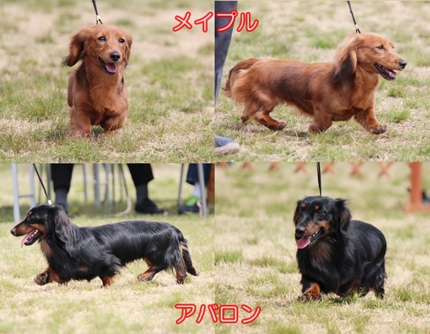 6メイプルアバロン