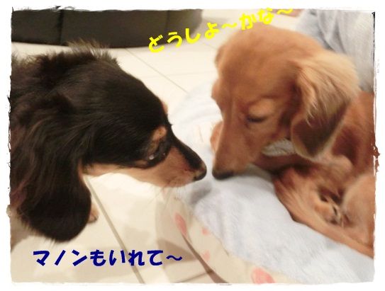 CIMG4926-20121019.jpg