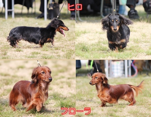 4ヒロフローラ