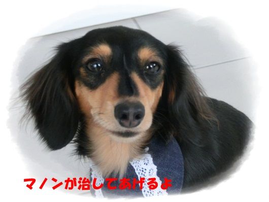 CIMG6900-20121128.jpg