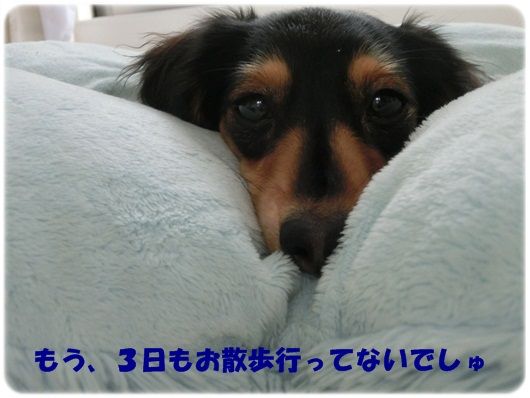 CIMG1-20130116.jpg