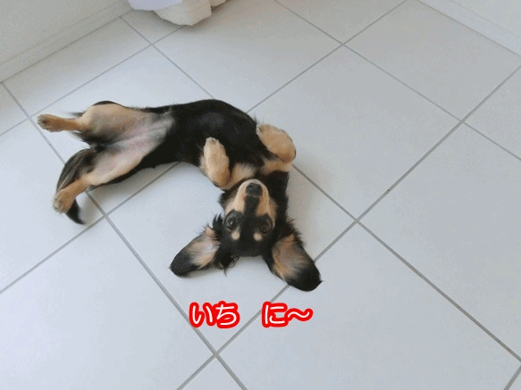 anigif_2015032320213451a.gif