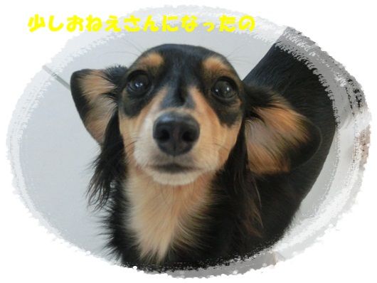 CIMG5444-20121221aa.jpg