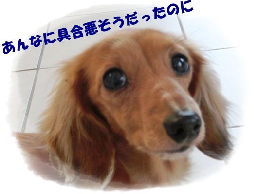 CIMG20121120 (2)