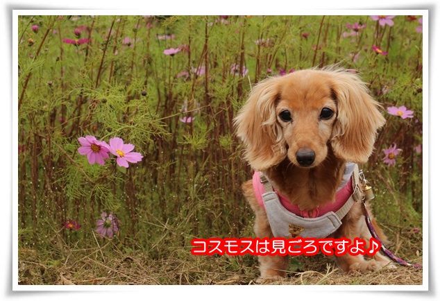 25_201510102209324da.jpg