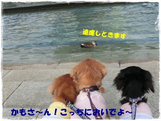 CIMG9721-20130123.jpg