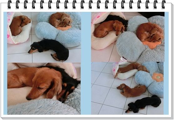 CIMG8221a-20121221.jpg