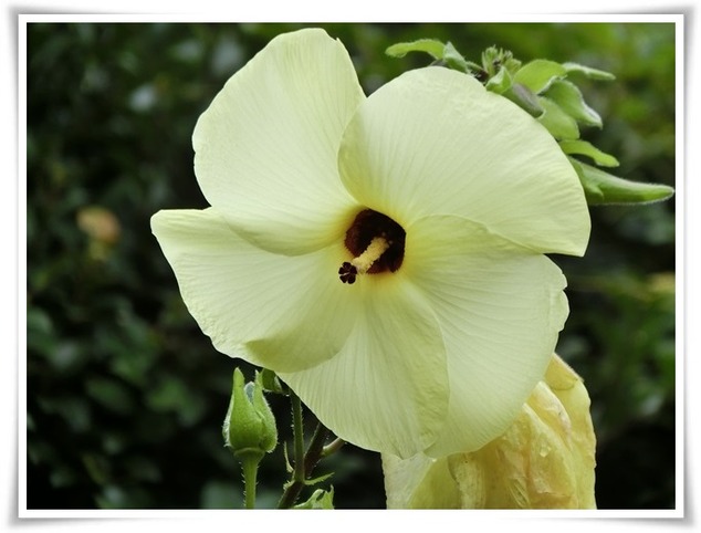 11ハマボウ-20160914