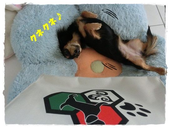 CIMG8241-20121221.jpg