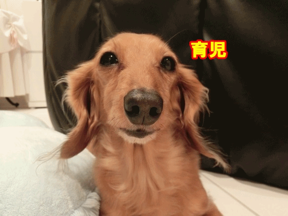 anigifa_20131225110609037.gif