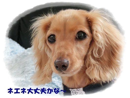 CIMG6887-20121128.jpg