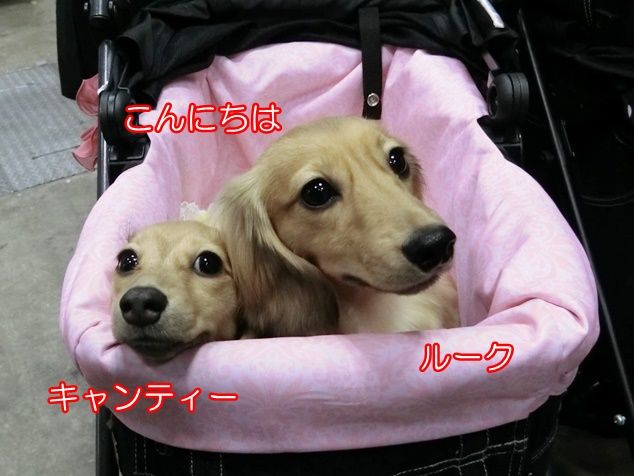15キャンティールーク