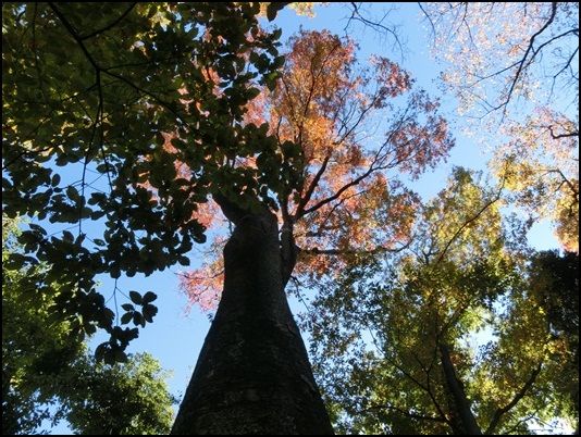 CIMG6074-20121116.jpg