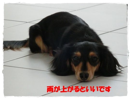 CIMG7-20130520.jpg