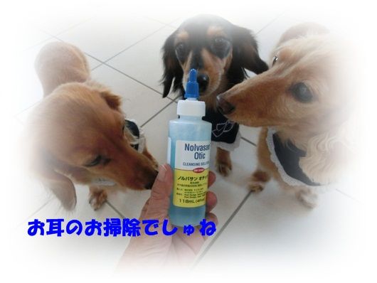 CIMG8036-20121210.jpg