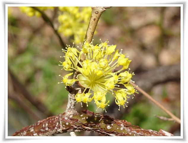 12アオモジ-20170317