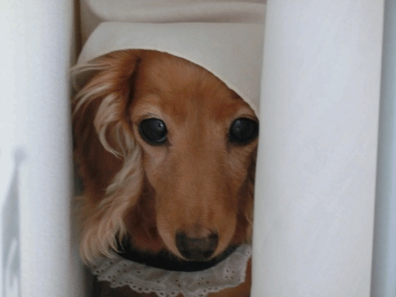 anigifa10.gif