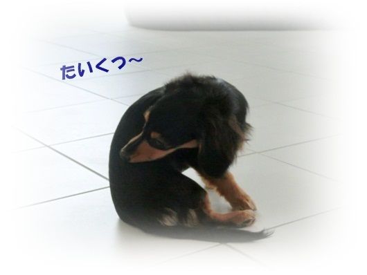 CIMG4783-20121018.jpg