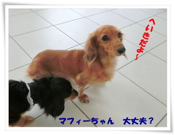 CIMG3177-20130327.jpg