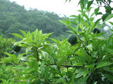DSCF2158