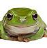 frog10