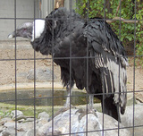bird11