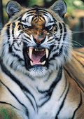 tiger0