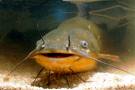 fish06