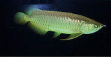 fish03