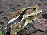 frog07