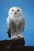 bird22